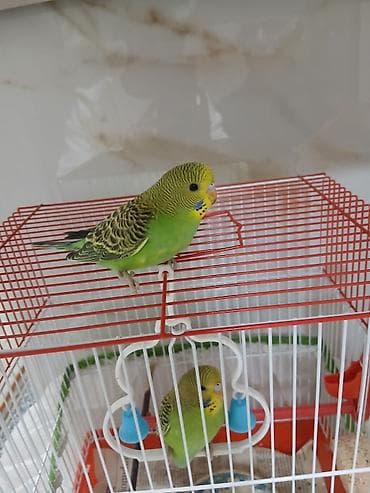 şahin quşu: Papuqaylarin hər biri 10 manat.Sumqayit şəh — 2