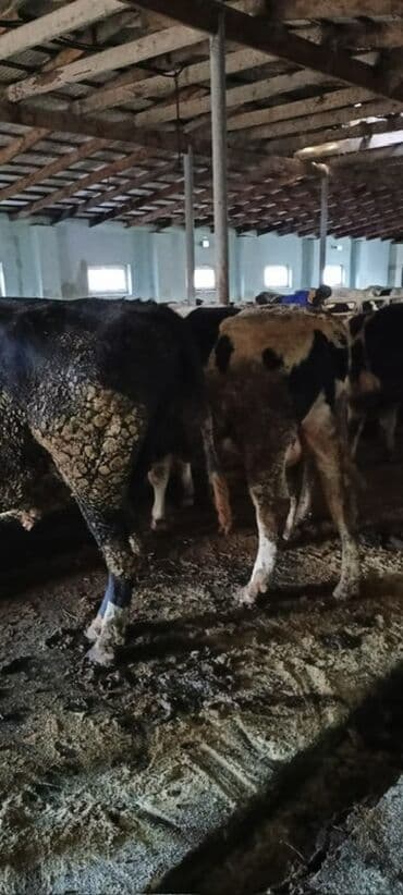 ağ pişik şəkilləri: Məhsul: Qaramal – ət istiqamətli dana/öküzlər Təsvir: - Şəkillərdə — 5