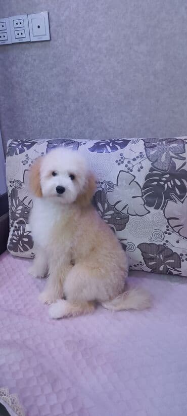 setteri it cinsi: Pudel, Sənədli — 1