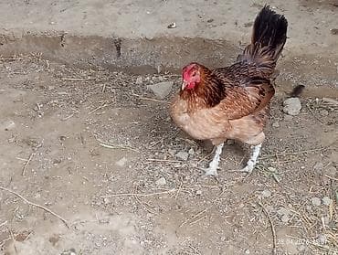 kənd toyuqlarının satışı: Məhsul: Yerli ev toyuqları yummrtayan Təsvir: - Şəkillərdə müxtəlif — 2