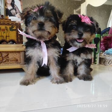 itler bala: Yorkşir teryer — 16