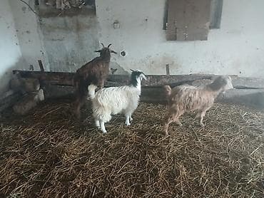 kecı: Satış: 3 baş ev heyvanı – keçilər diși kecilerdir sap saglamdlLar — 3