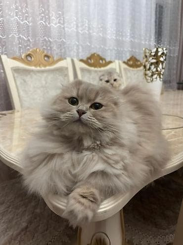 pişik pers: Британская вислоухая — 6