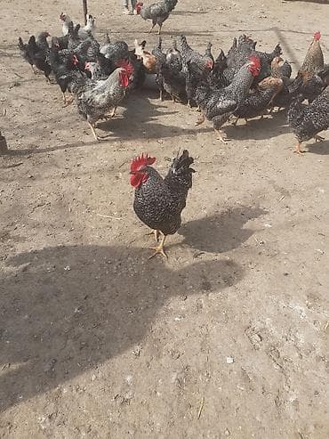 lider toyuq: Toyuq, Yumurtalıq — 1