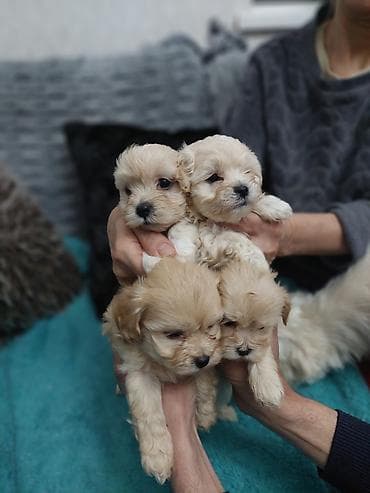 Salam cinsi maltes balonkaBalaca dekorativ it balaları – krem və açıq — 6