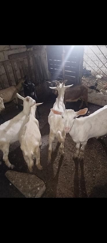 10 dene keçi balası satılır, 6 si erkek,4 dişi, birinin qiyməti 175 — 1