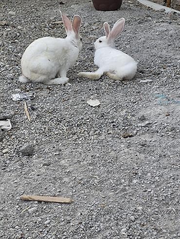 ağ pişik adları: Ağ rəngli ev dovşanları (dişi və erkək) Qeyd olunan qiymət hər iki — 3