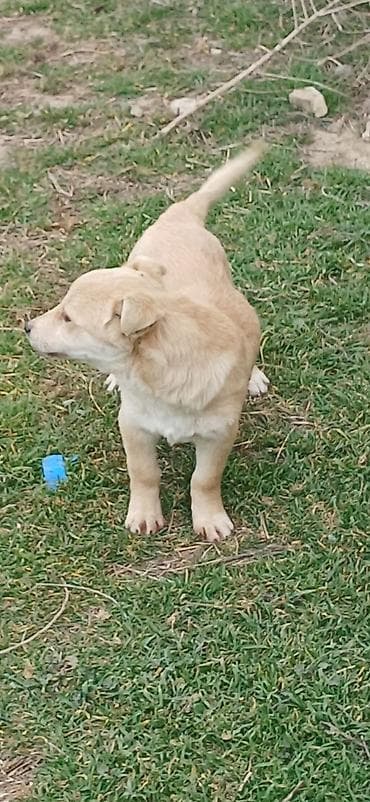 it təlimi: 3 ay, Erkek, Peyvəndli — 5