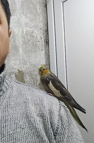 İtlər: Başlıq: 🌟 TAM ƏL QUŞU – Mehriban və Dişləməyən Dişi Korella ​Təsvir — 5