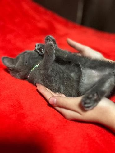 british pişik qiymeti: Britan — 7