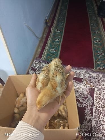 cüce satışı: 15 günlük süper lider cucesi vaxsinadiyalari verilib Saba lasota — 8