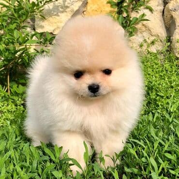 canavar balasi satilir: Şpitz — 3