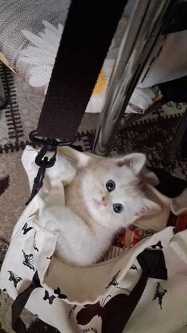 Pişiklər: Qızıl şinşilla, Dişi, Yaxşı əllərə, Ünvandan götürmə, Ödənişli çatdırılma — 3