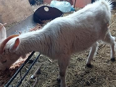 ucuz keçi: Salam 1ədəd sanen dişi çəpiş Ağ rəngli gənc keçi - Cins: yerli dağ — 4