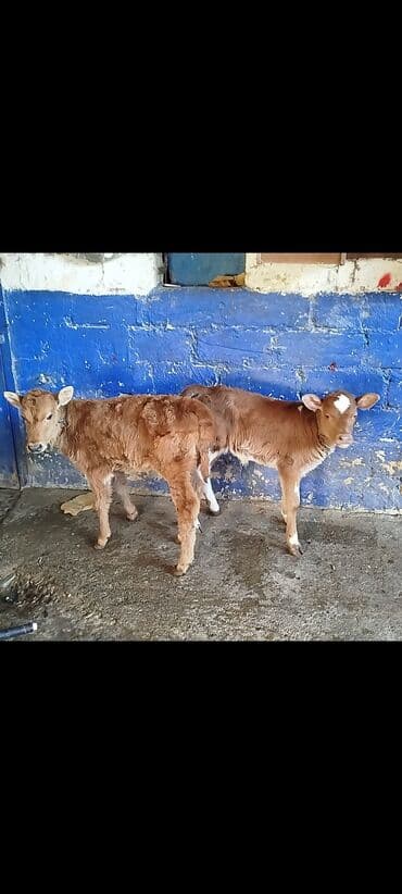 İki baş buzobuzov dişi