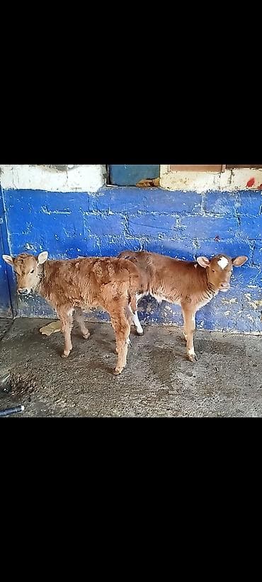 Куры: İki baş buzobuzov dişi — 1