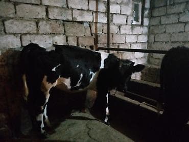 Eşşəklər: Satlıq mal-qara – qara-ağ rəngli bala danalar - Növ: südlük-ətlik — 4