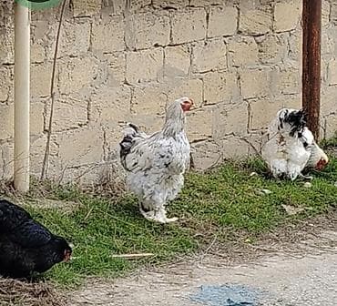 kənd cucesi: Toyuq, Brama, Damazlıq, Ödənişli çatdırılma — 7