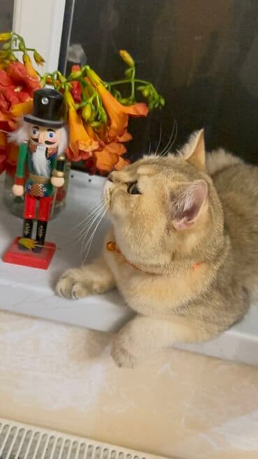 cütleşdirme: Золотая шиншилла, Самец, Для вязки, Бесплатная доставка, Платная доставка, Доставка в районы — 7