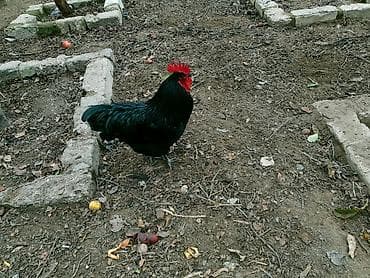 quslar: Xoruz, il: 1 — 4