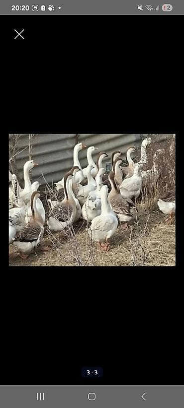 гусь: Qaz yumurtası – iri ölçülü, ağ rəngli, təbii təsərrüfatdan. yerli ve — 2