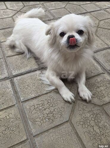 породистые собаки в добрые руки: Pekines — 4