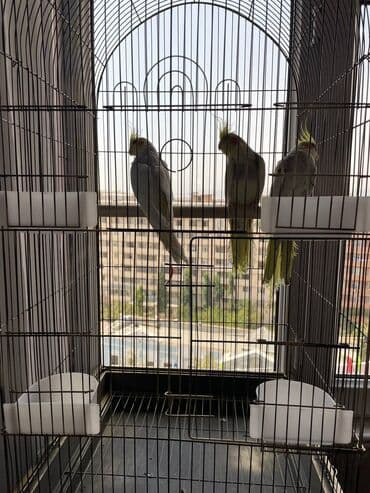 quş qəfəsi qiymətləri: Salamlar quşlar şatılir hamısı idyal vəziyyətdədirlər .vitaminləri35 — 5