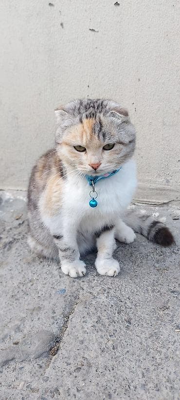 şotlan: Şotland yastı qulaq, Erkək, Ünvandan götürmə — 1