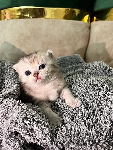 ən gözəl pişik adları: Şotland yastı qulaq — 3