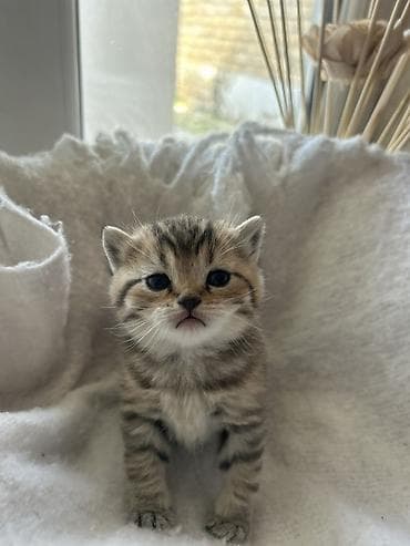 ag pisik: Britan, Erkək, Ödənişli çatdırılma — 3