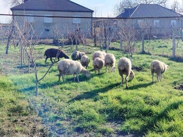 Ördəklər: Satış üçün xırdabuynuzlu heyvanlar – qoyun sürüsü - Növ: qoyun (ağ və — 8