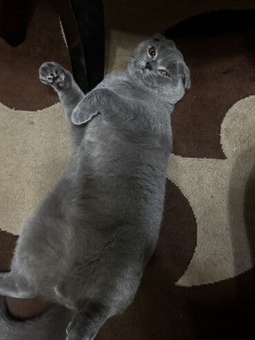 pişik sahiblendirme: Britan, Erkək, Yaxşı əllərə, Ünvandan götürmə, Ödənişli çatdırılma — 5