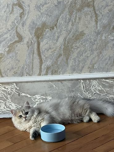 Heyvanlar: Qızıl şinşilla, Erkək, Yaxşı əllərə, Pulsuz çatdırılma, Ödənişli çatdırılma, Rayonlara çatdırılma — 3