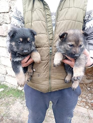 Gəmiricilər: 1 ay, Peyvəndli — 6