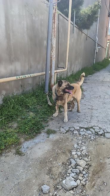 kanqal: Kanqal — 2