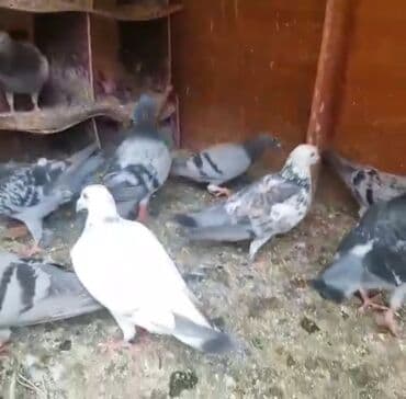 əbabil quşunun qiyməti: Göyərçinlər
cütü 35 AZN — 11