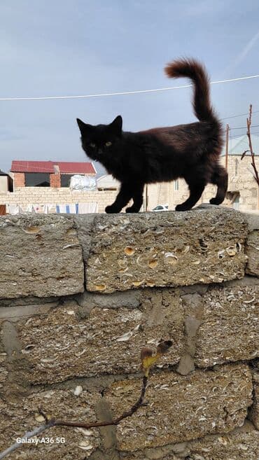 ev pişiyləri: Yaxşı əllərə — 3