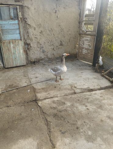 pekines itlerin satisi: Qazlar – cütlük - Növ: ev qazı - Rəng: biri tam ağ, biri boz-ağ — 5