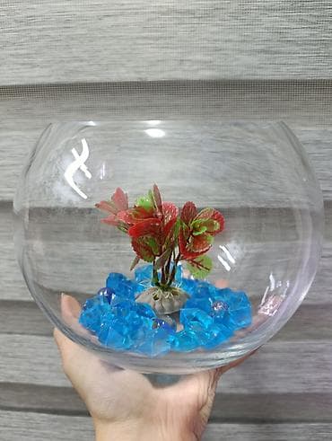 Yumru akvarium, Boş, 3 l, Ünvandan götürmə, Pulsuz çatdırılma, Ödənişli çatdırılma