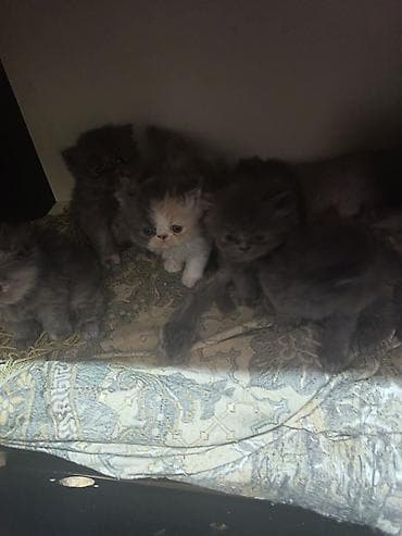 ucuz pisikler: Fars, Erkək, Dişi, Ünvandan götürmə, Ödənişli çatdırılma — 7