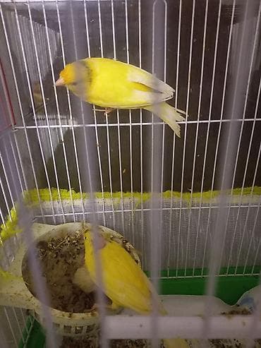 Digər heyvanlar: Qefez qarışıq cüt 1 balayla birce - Növ: Kanareyka (sarı rəng — 3