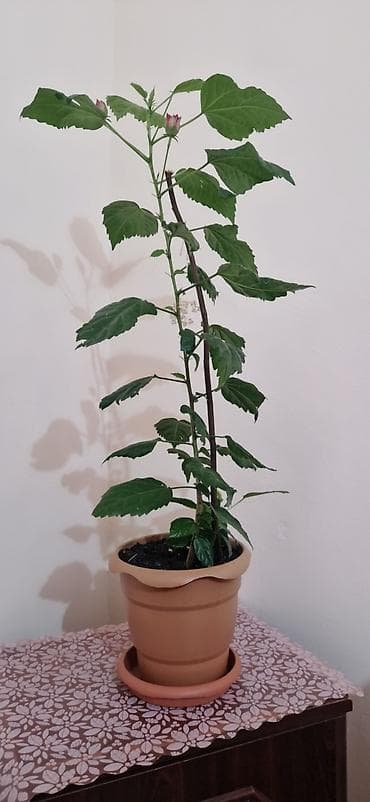 gubre: Qırmızı güllü ev hibiskusu (Çin qızılgülü) – saksıda - Bitki növü — 5