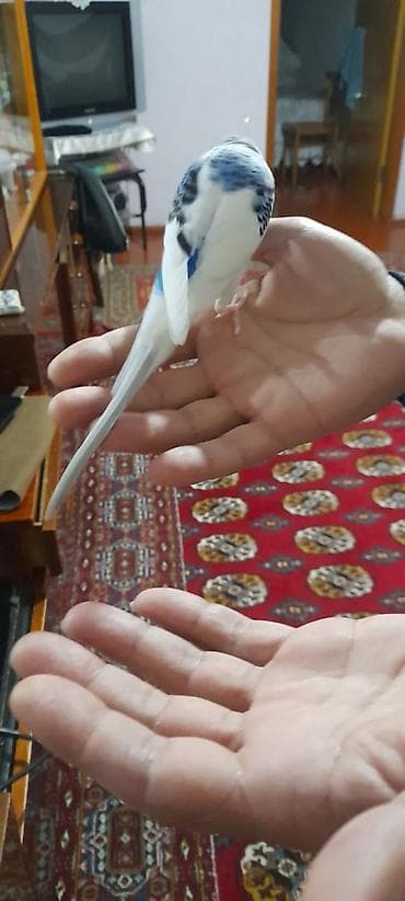 maraqli qus adlari: Ələ öyrəşmiş quşdu fikri citdi olan vatcapa yazsin — 5