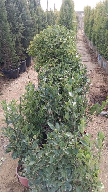 sarmaşıq qızılgul satışı: Dekarativ agaclarin satisi — 4