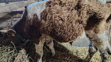 Heyvanlar üçün mallar: Sağlam ot yem yeyən erkəy dana .Razılaşmaq olar — 1