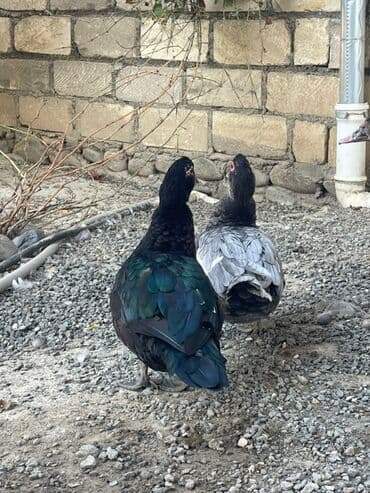 Inəklər, öküzlər: Lal ördəkdilər zümrüdü kül rəngi 5 6 aylıqdılar — 1