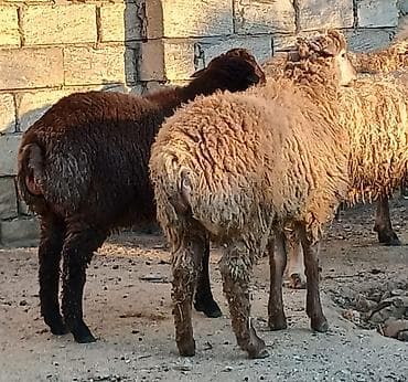 i̇t satisi: Erkəy super kök əmliy quzular satılır — 2