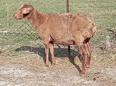 Digər heyvanlar: Qoyun satılır yaşdı qoyun du boğazdi yelindidi — 4