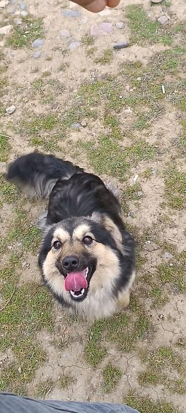 ev iti cinsleri: Dişi — 3