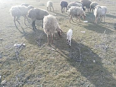 qiz dovsan adlari: Salam tam saglam bogaz ve balali heyvanlar satilir isdeyen elaqe — 3